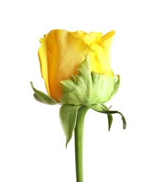 Photo of Beautiful blooming yellow rose on white background