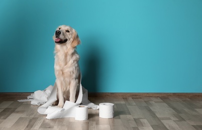 Photo of Cute dog playing with rolls of toilet paper on floor against color wall. Space for text