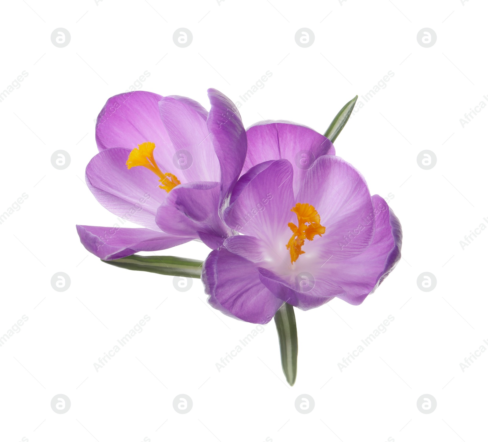 Photo of Beautiful purple crocus flowers on white background