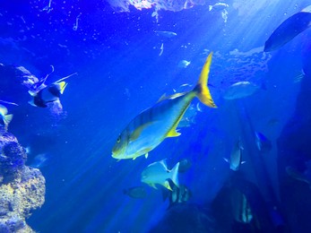 Photo of Different fishes swimming in sea, low angle view. Underwater world