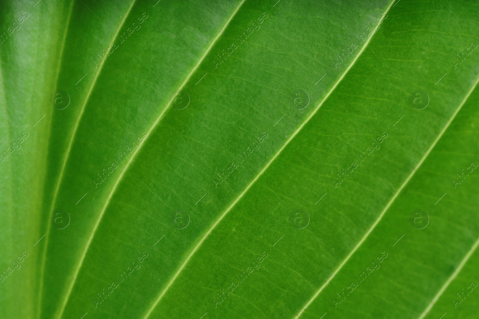 Photo of Macro photo of green leaf as background, top view