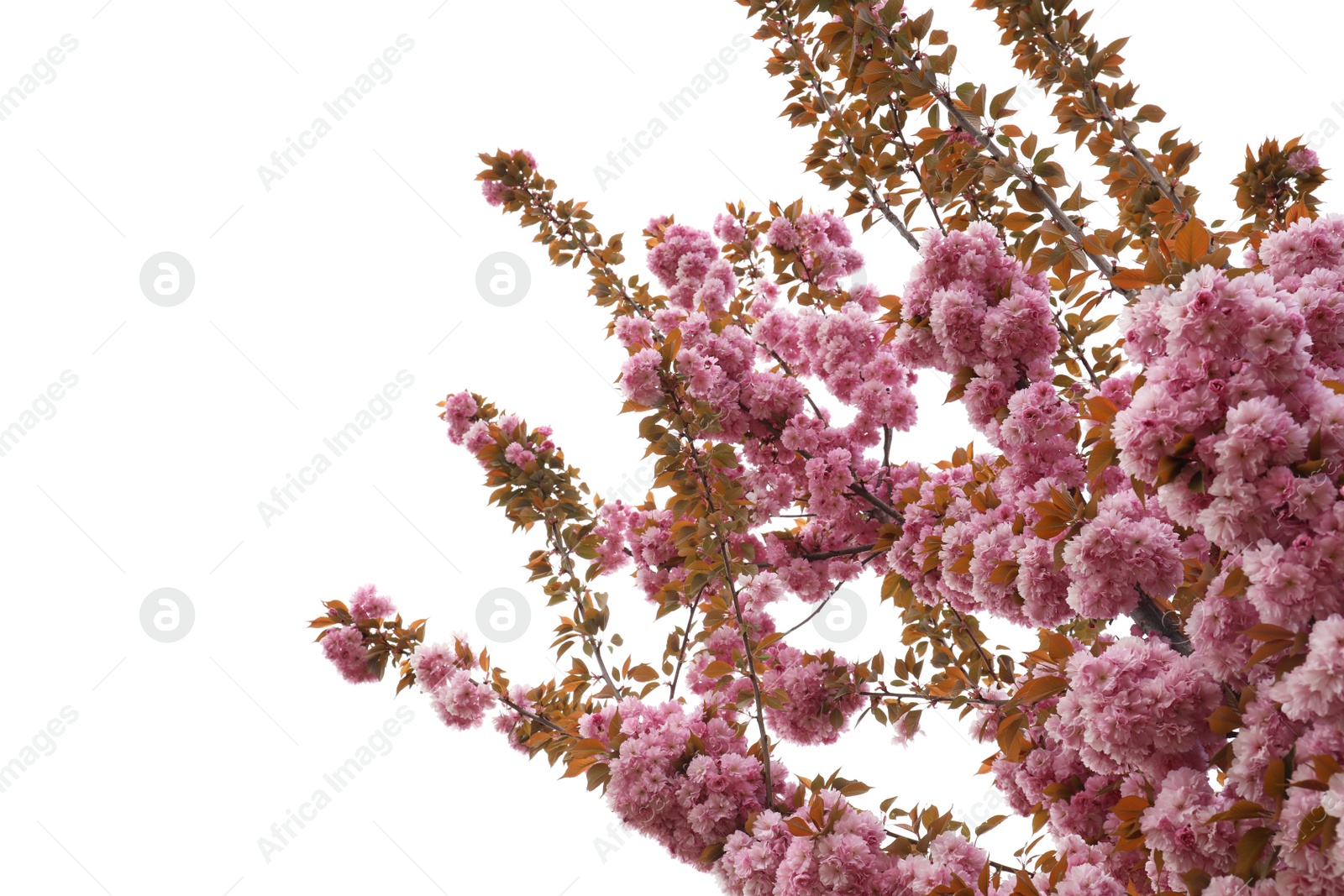 Photo of Closeup view of blossoming pink sakura tree outdoors