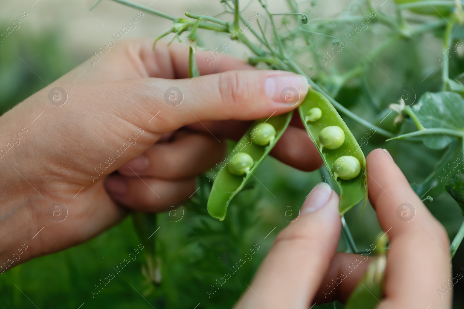 Photo of Woman shelling fresh green pea pod outdoors, closeup