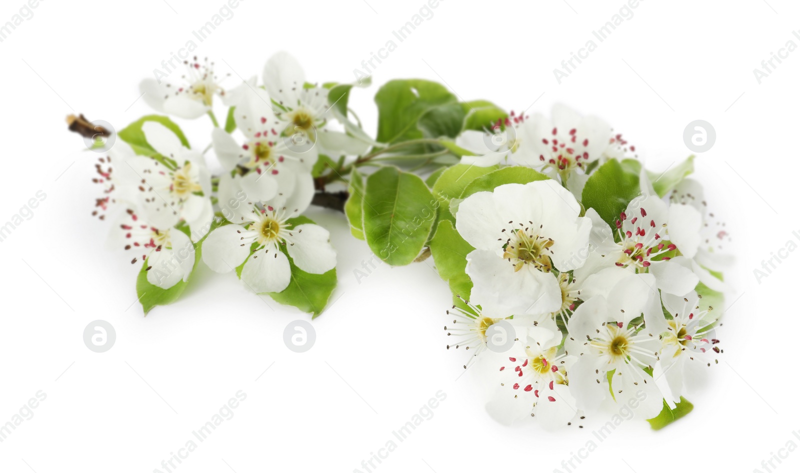 Photo of Beautiful flowers of blossoming pear tree on white background