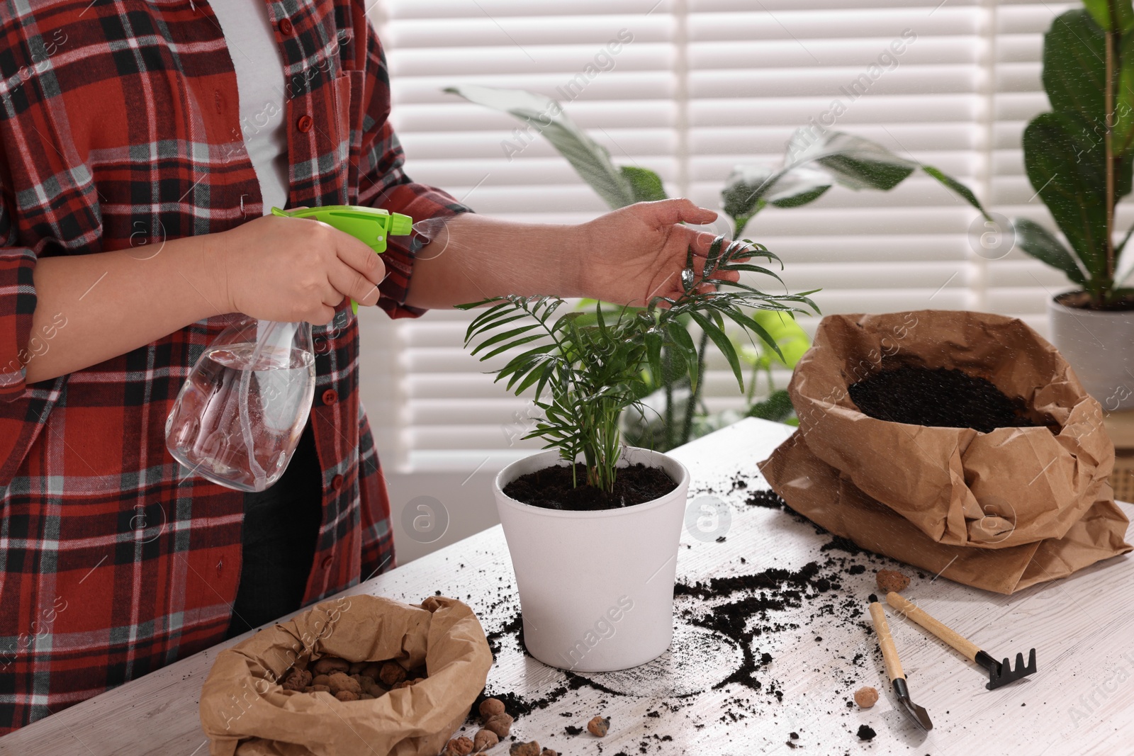 Photo of Woman spraying houseplant with water after transplanting at white table indoors, closeup