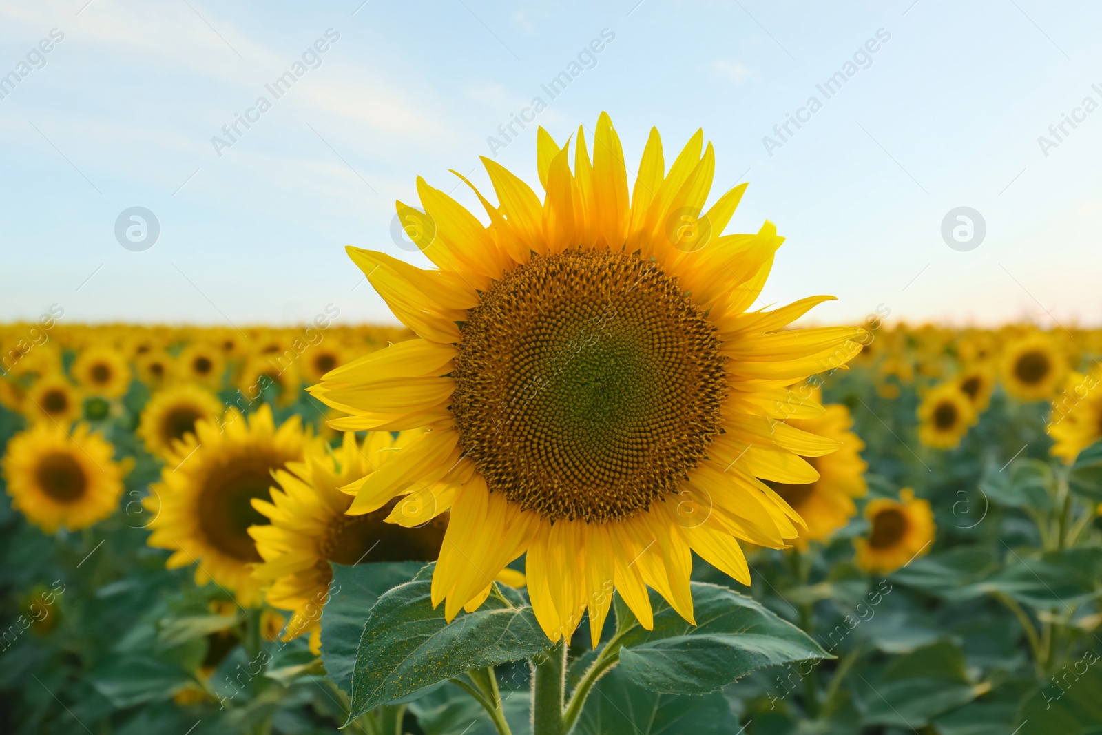 Photo of Beautiful blooming sunflower in field on summer day