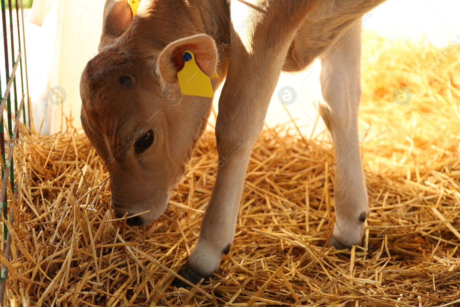 Photo of Pretty little calf eating hay on farm. Animal husbandry
