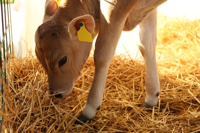 Photo of Pretty little calf eating hay on farm. Animal husbandry