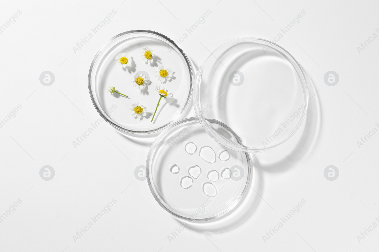 Photo of Petri dishes with chamomile flowers and cosmetic product on white background, top view