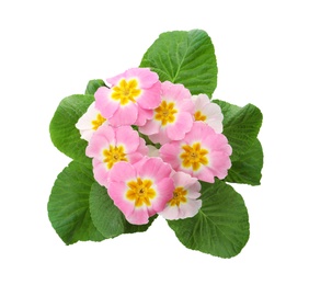 Photo of Beautiful potted primula flowers isolated on white, top view