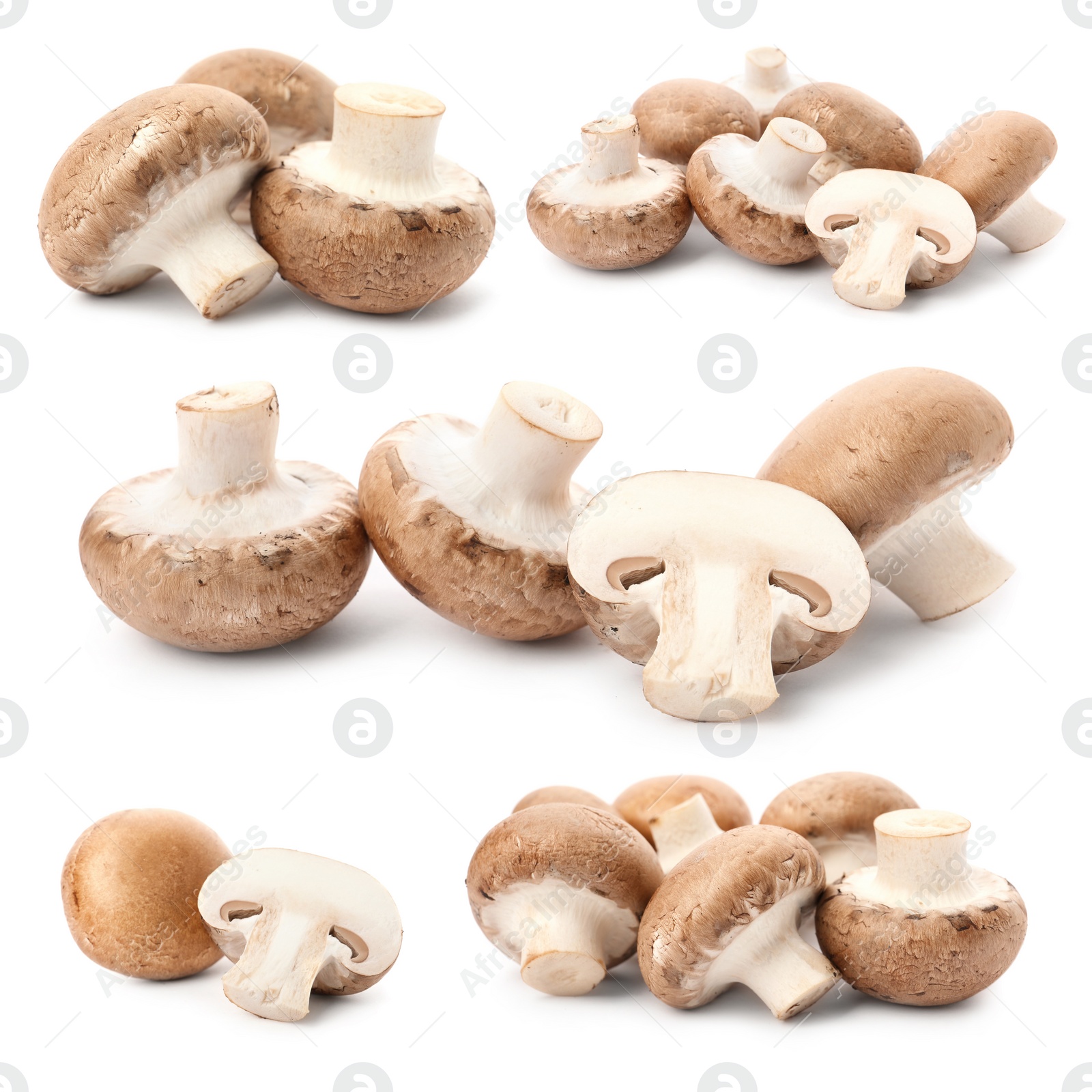 Image of  Set with fresh champignon mushrooms on white background