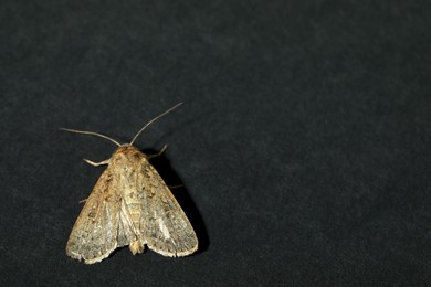 Photo of Paradrina clavipalpis moth on black background, top view. Space for text