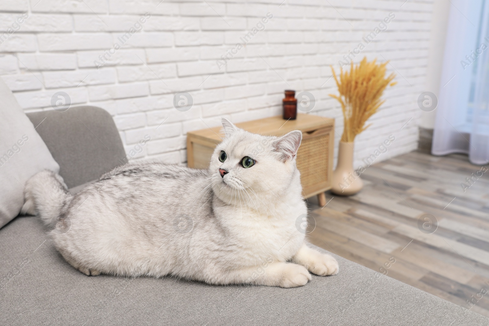 Photo of Adorable white British Shorthair cat on sofa at home. Cute pet