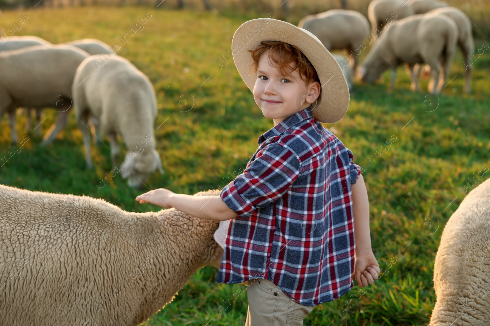 Photo of Boy stroking sheep on pasture. Farm animals