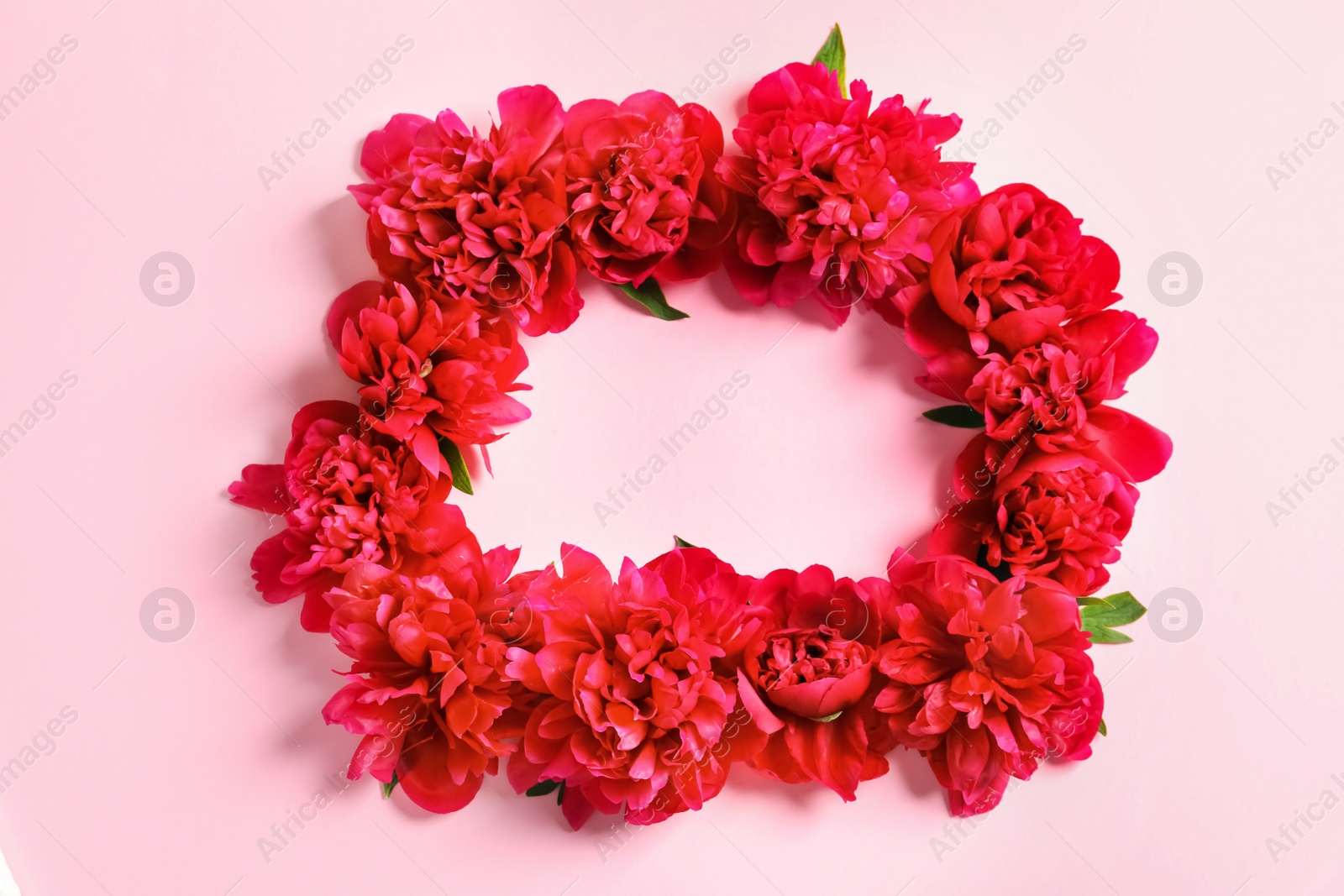 Photo of Flat lay composition with beautiful blooming peonies on color background