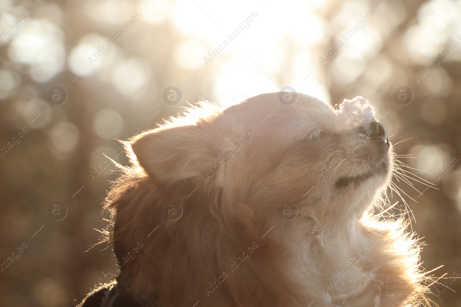 Photo of Cute dog outdoors on sunny day. Winter season