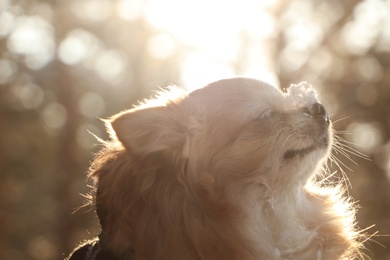 Photo of Cute dog outdoors on sunny day. Winter season