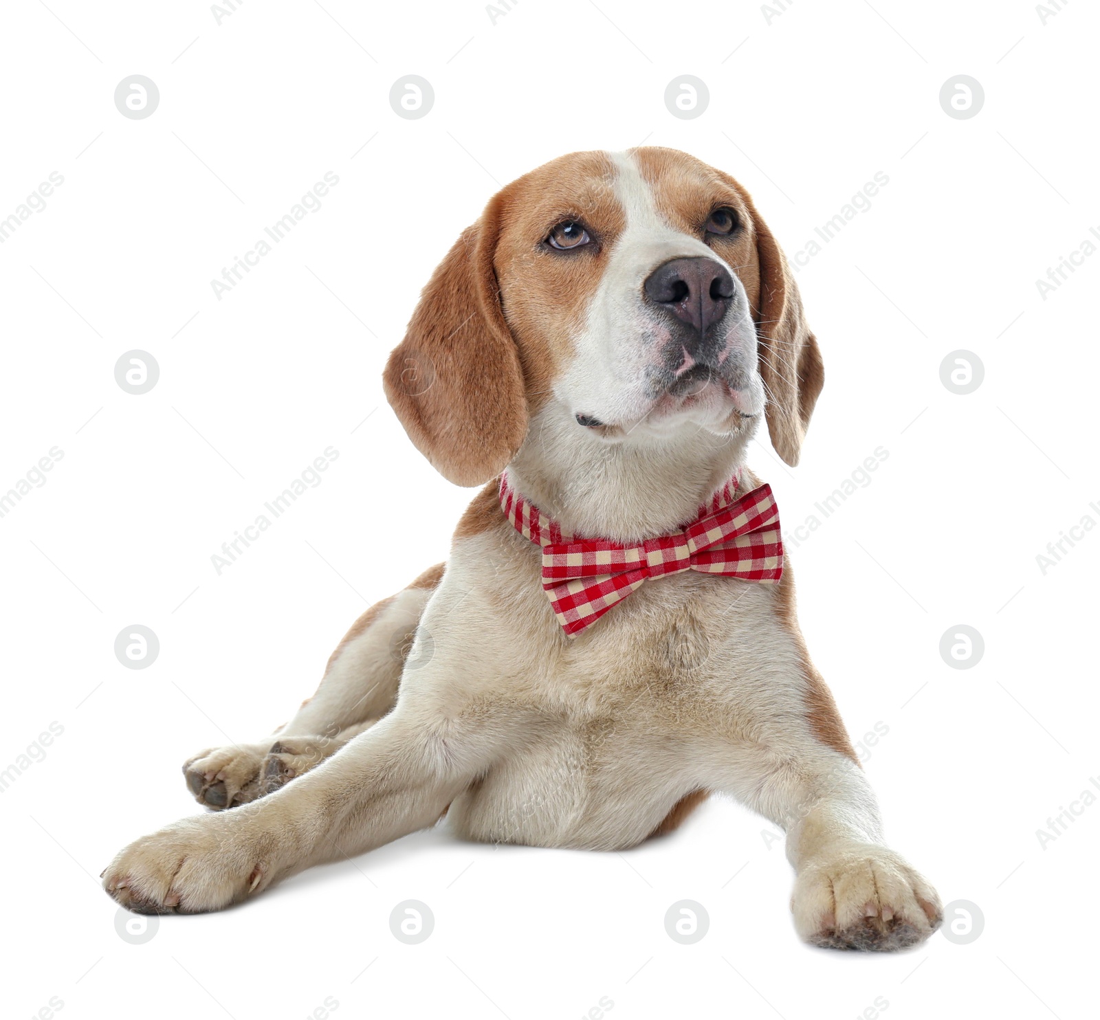 Photo of Cute Beagle dog with bow tie on white background