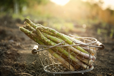 Photo of Metal basket with fresh asparagus on ground outdoors