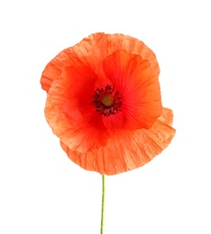 Fresh red poppy flower isolated on white