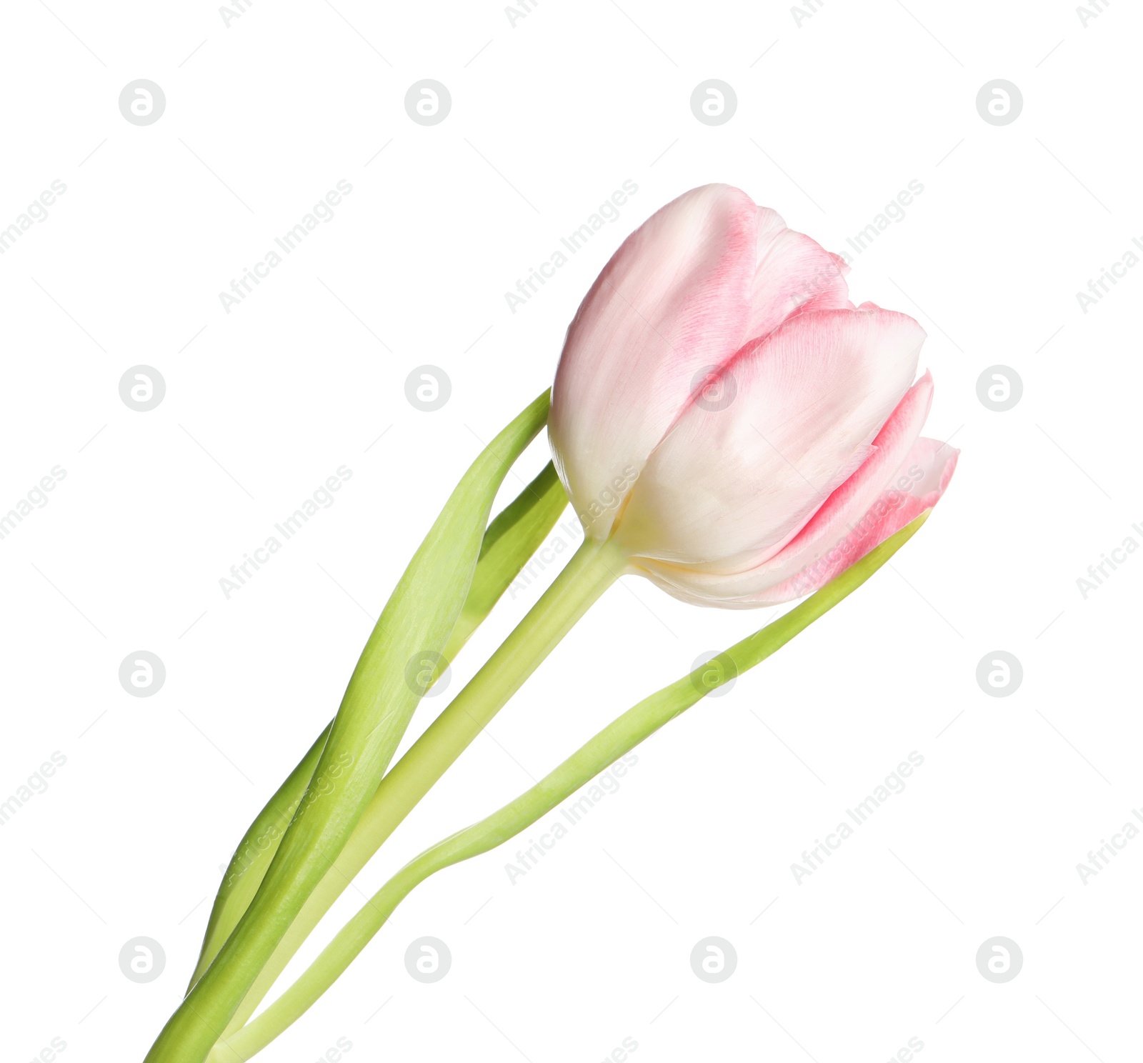 Photo of One beautiful tulip flower isolated on white