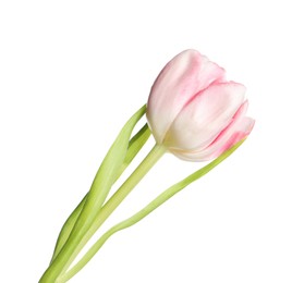 One beautiful tulip flower isolated on white