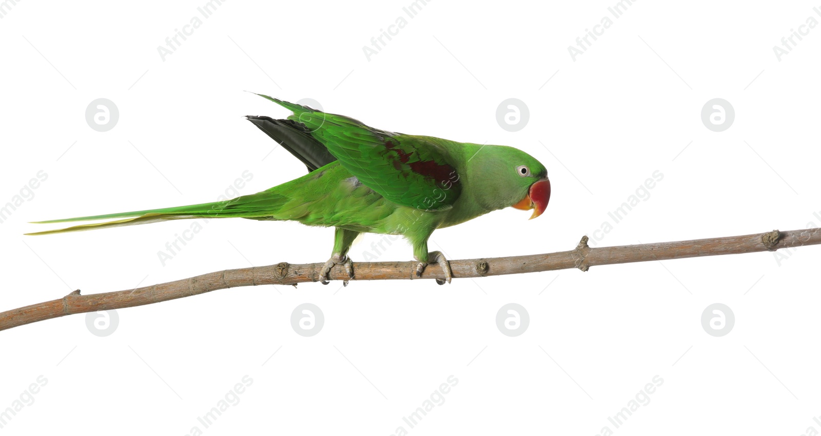 Photo of Beautiful Alexandrine Parakeet on tree branch against white background