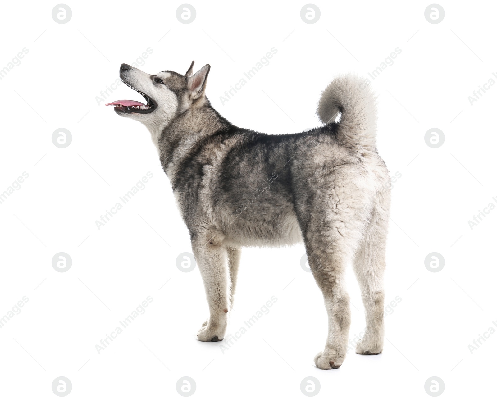 Photo of Cute Alaskan Malamute dog on white background