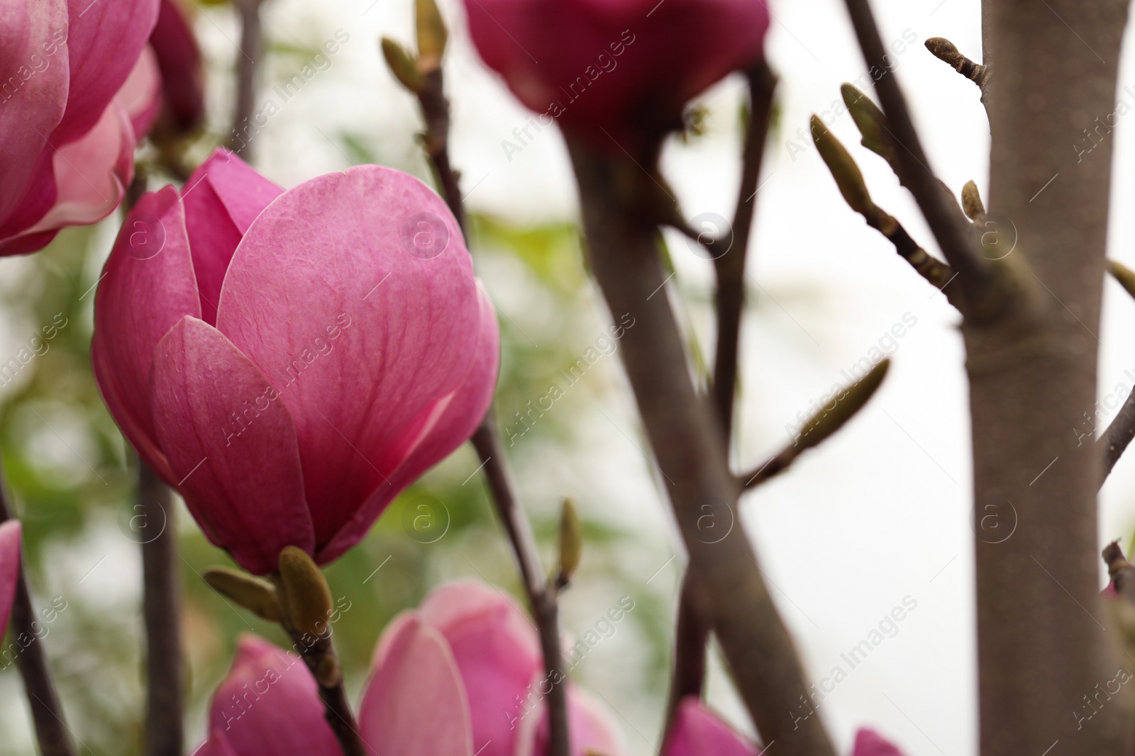 Photo of Closeup view of beautiful blooming magnolia tree outdoors