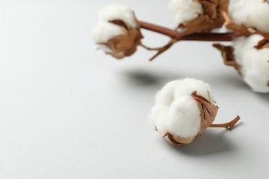 Beautiful cotton fluffy flowers on white background, closeup. Space for text