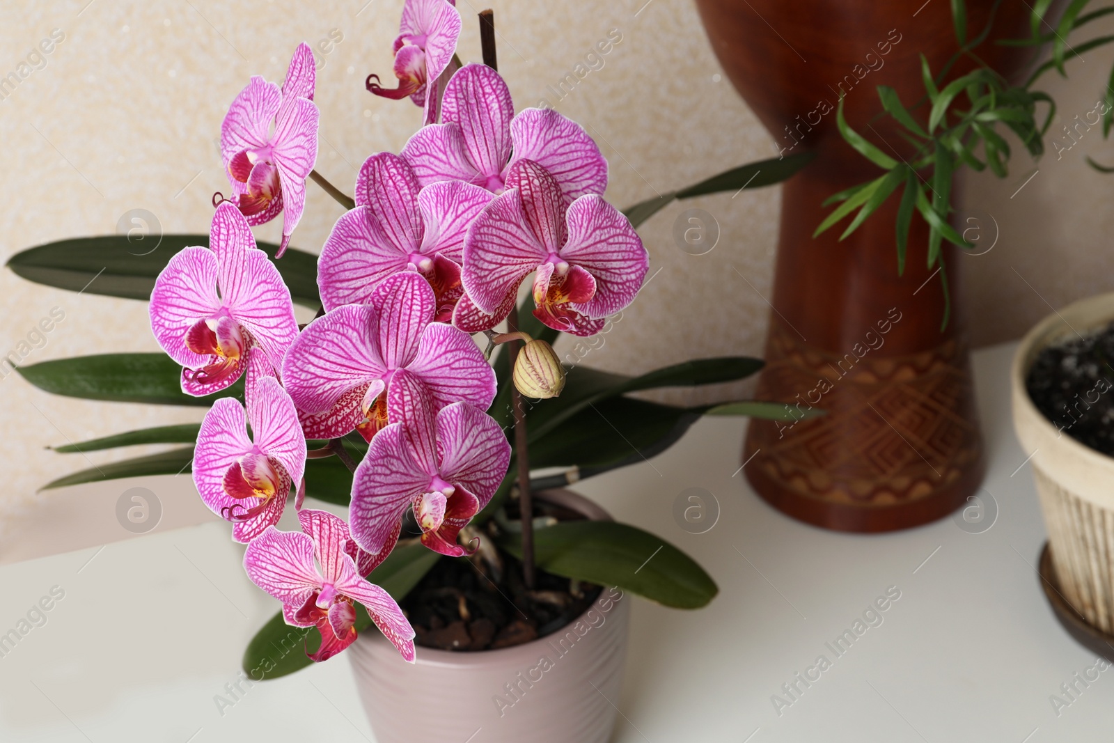 Photo of Beautiful pink orchid flower on white table, closeup