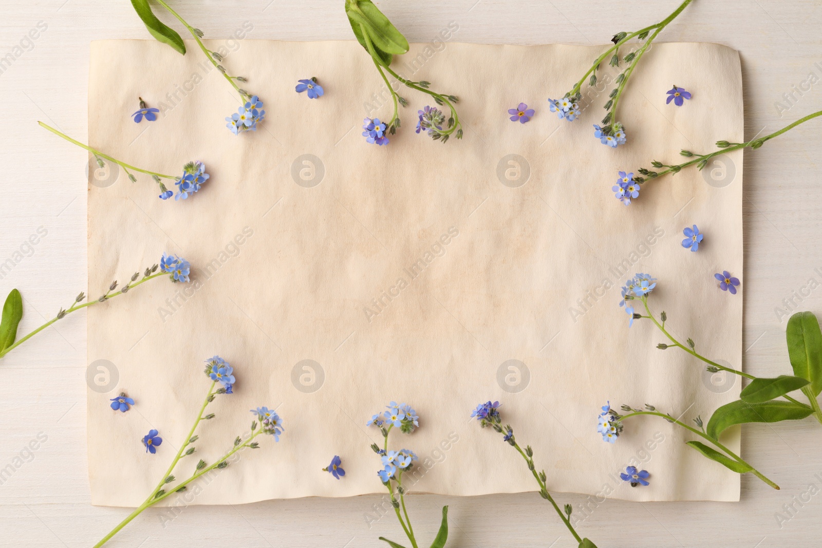 Photo of Beautiful Forget-me-not flowers and parchment on white wooden table, flat lay. Space for text