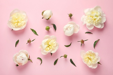 Fragrant peonies on color background, flat lay. Beautiful spring flowers