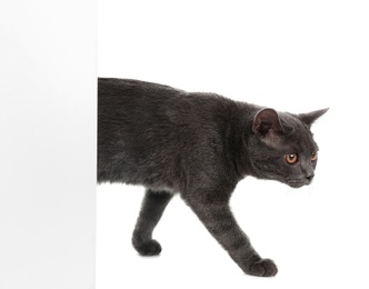 Adorable grey British Shorthair cat with poster on white background