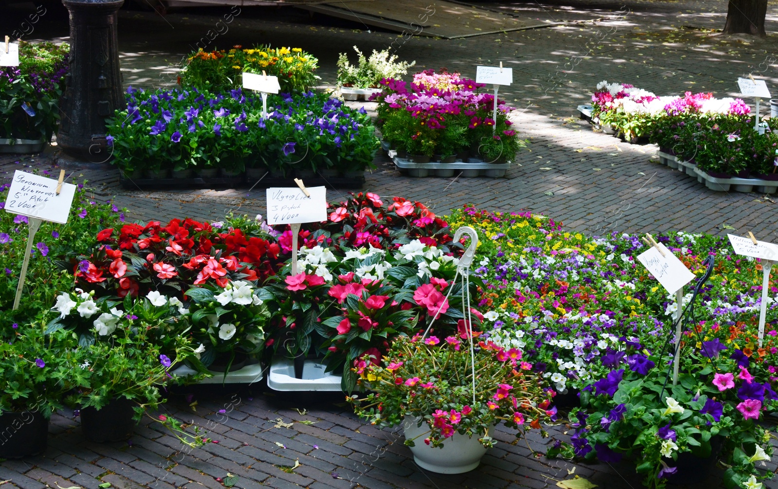 Photo of Many beautiful potted plants with flowers at market outdoors