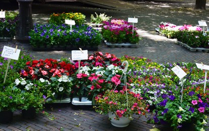 Many beautiful potted plants with flowers at market outdoors