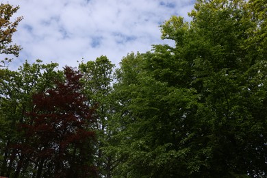 Many different beautiful trees outdoors. Spring season