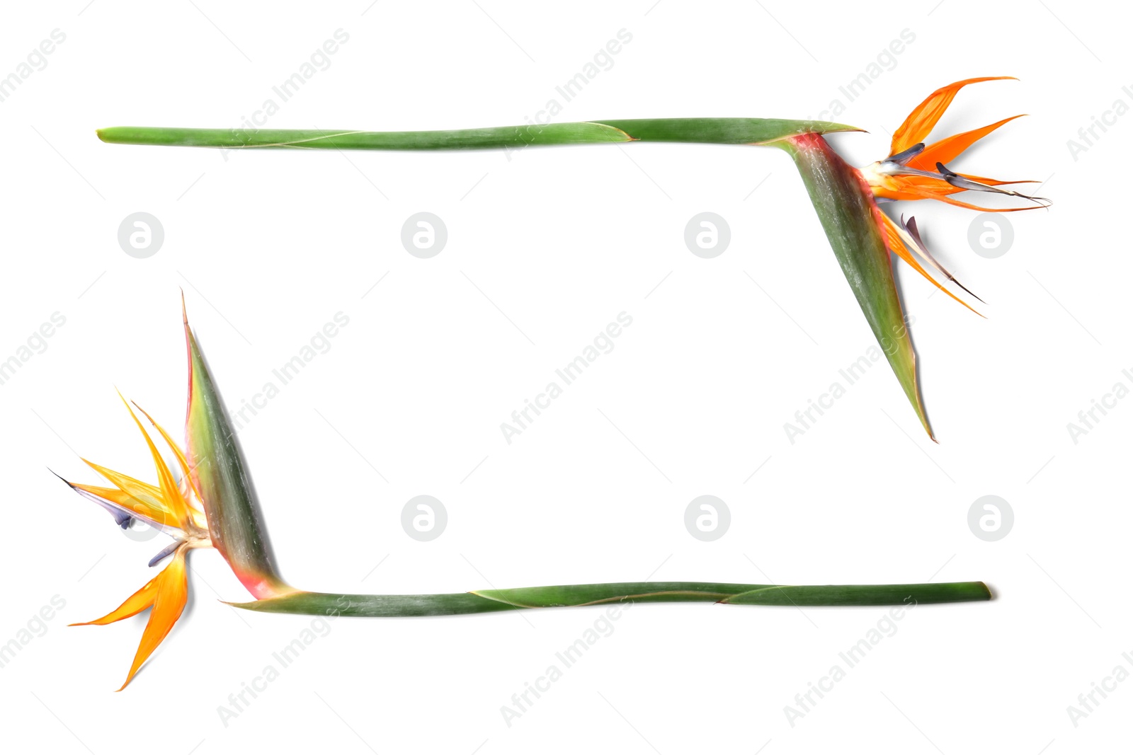 Photo of Beautiful bird of paradise flowers on white background. Tropical plant