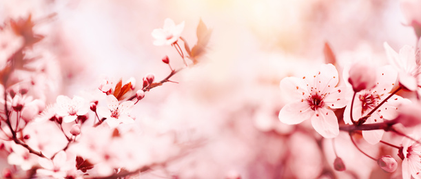 Image of Blossoming tree outdoors on spring day. Banner design