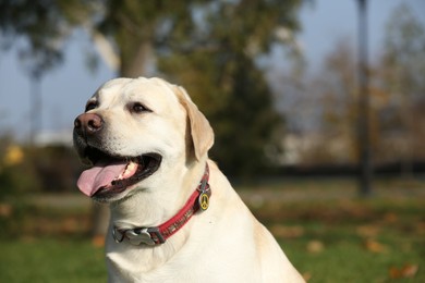 Photo of Yellow Labrador in park on sunny day. Space for text