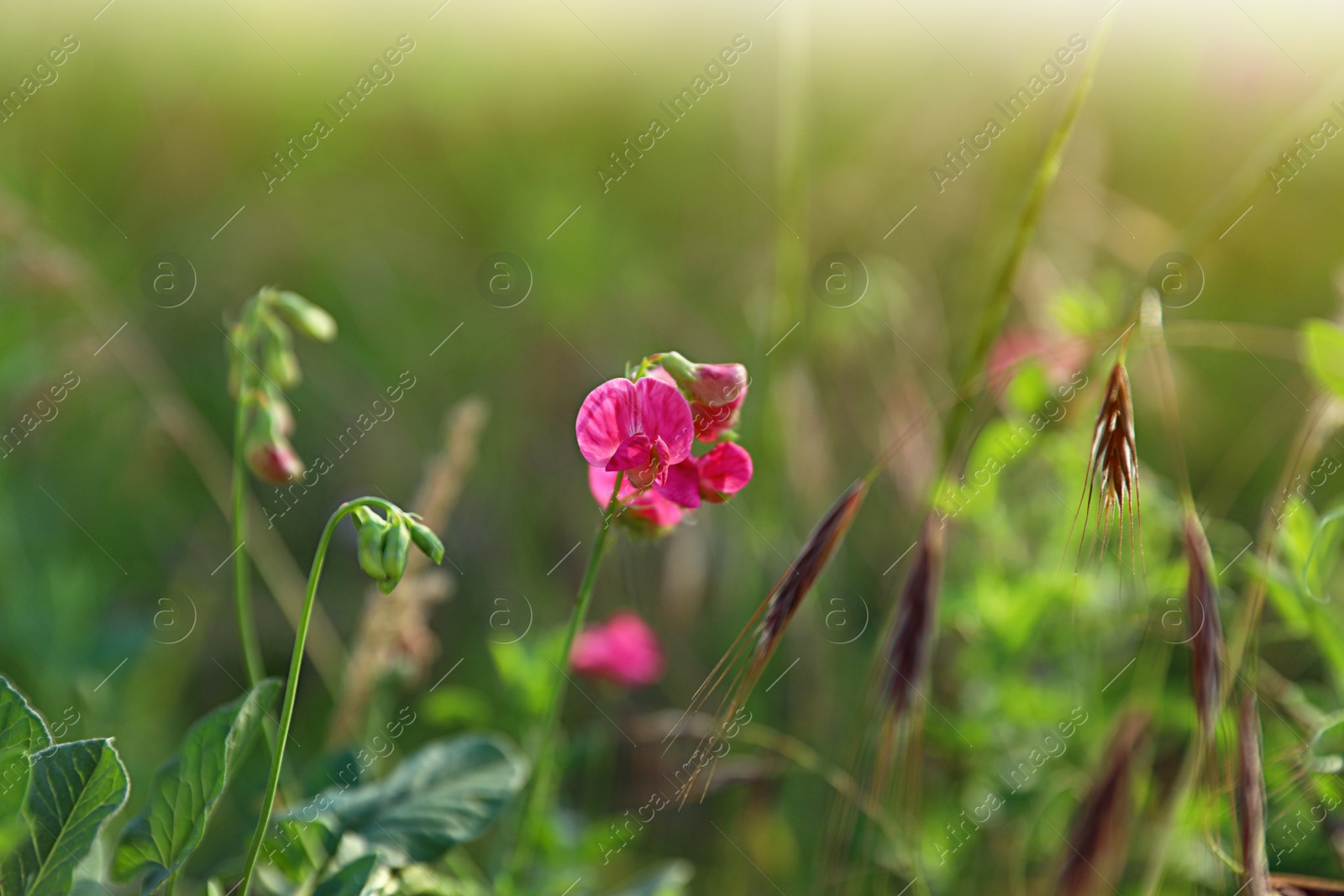 Photo of Beautiful wild flowers outdoors. Amazing nature in summer