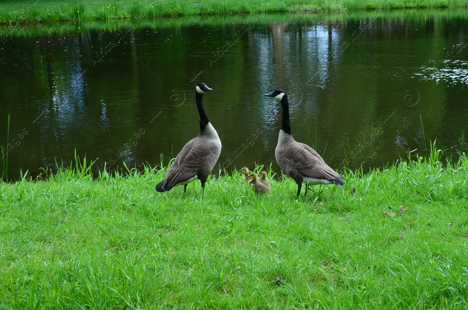 Photo of Family of geese on green grass near lake