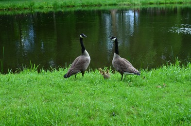 Family of geese on green grass near lake