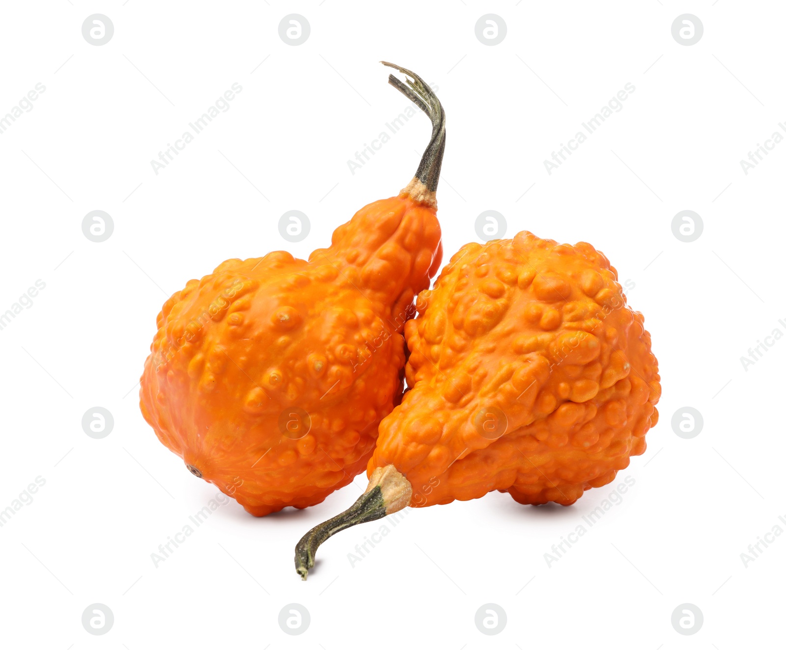 Photo of Two fresh orange pumpkins isolated on white