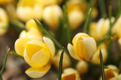 Photo of Beautiful yellow crocus flowers growing in garden, closeup
