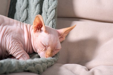 Photo of Adorable Sphynx cat sleeping on sofa at home, closeup with space for text. Lovely pet