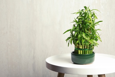 Photo of Table with potted bamboo plant near color wall. Space for text