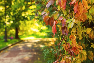 Photo of Pathway, and trees in beautiful park, space for text. Focus on leaves