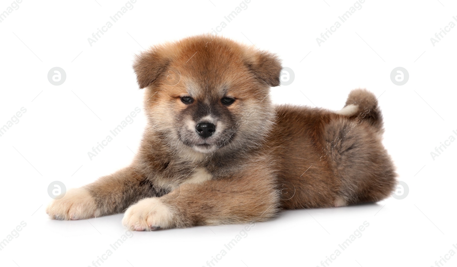 Photo of Adorable Akita Inu puppy on white background