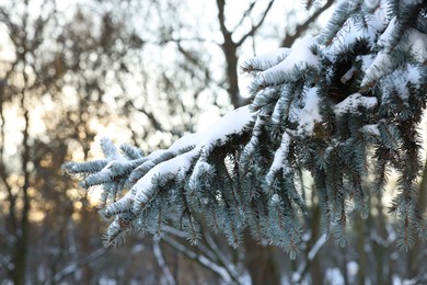 Fir tree branches covered with snow in winter park. Space for text